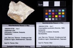 Foto (Objket + Etiketten) von Cracensigillatus acutirostris (Moericke, 1889) 